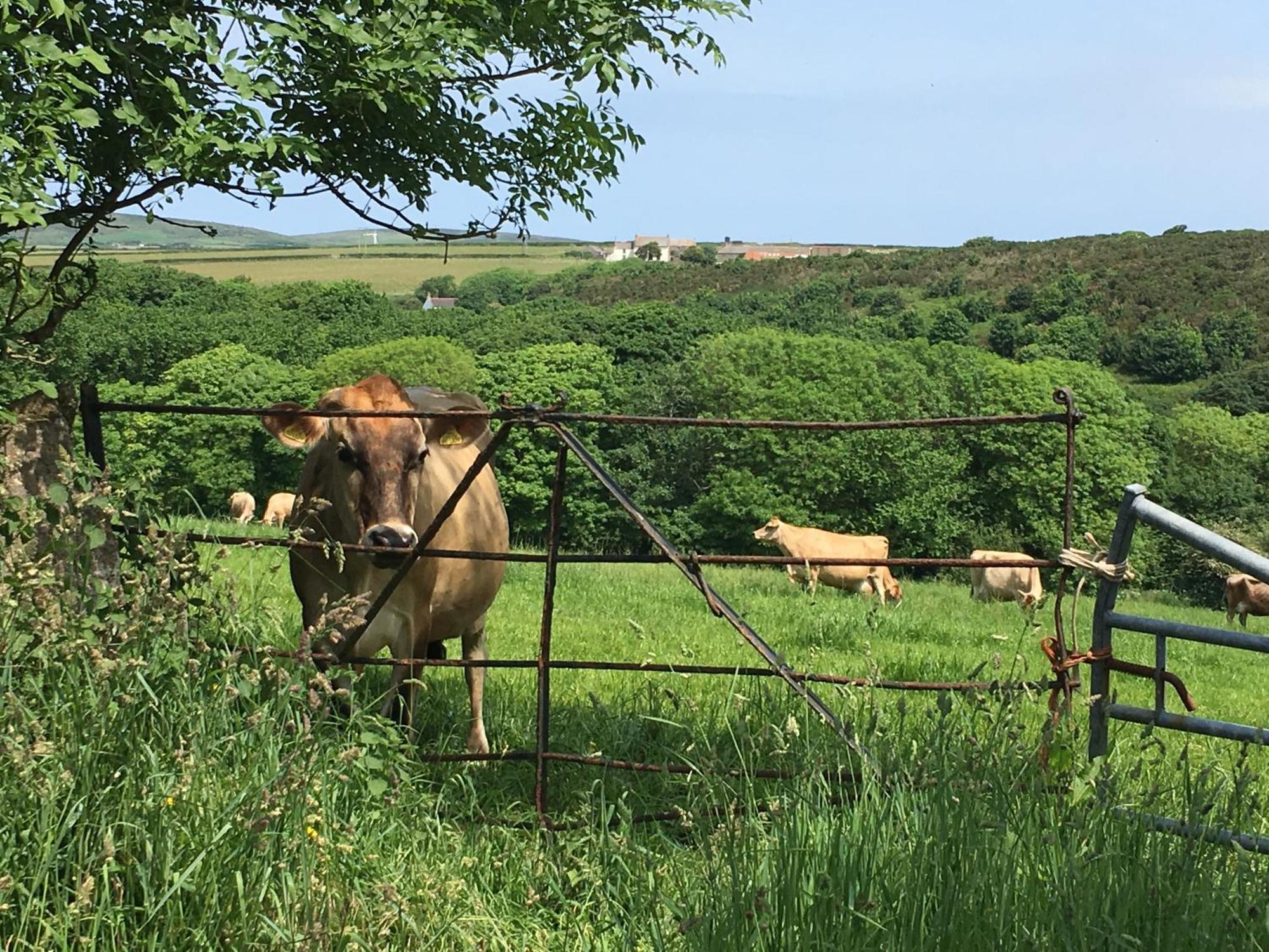 Trengothal Barn Lägenhet Porthcurno Exteriör bild