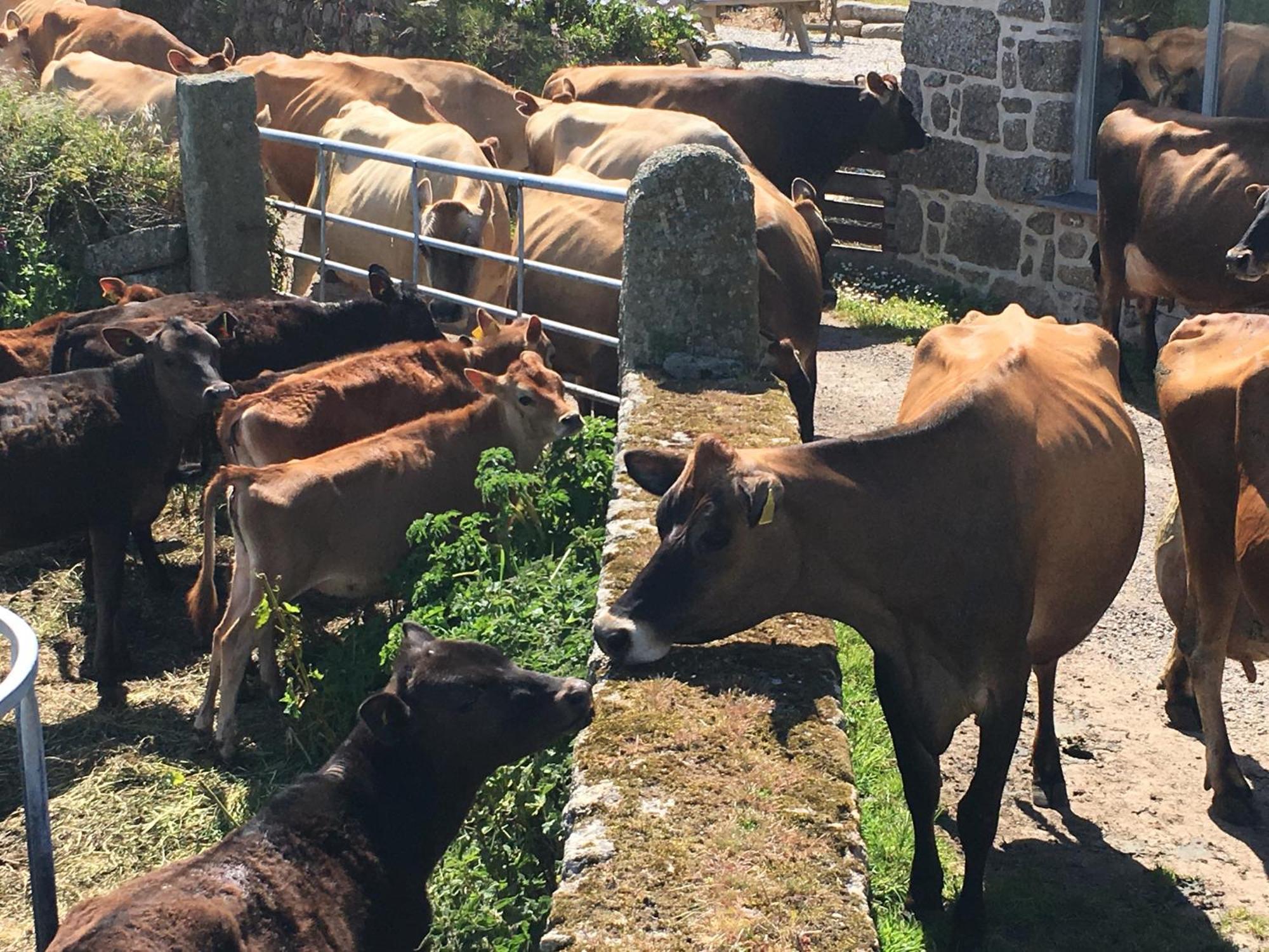 Trengothal Barn Lägenhet Porthcurno Exteriör bild