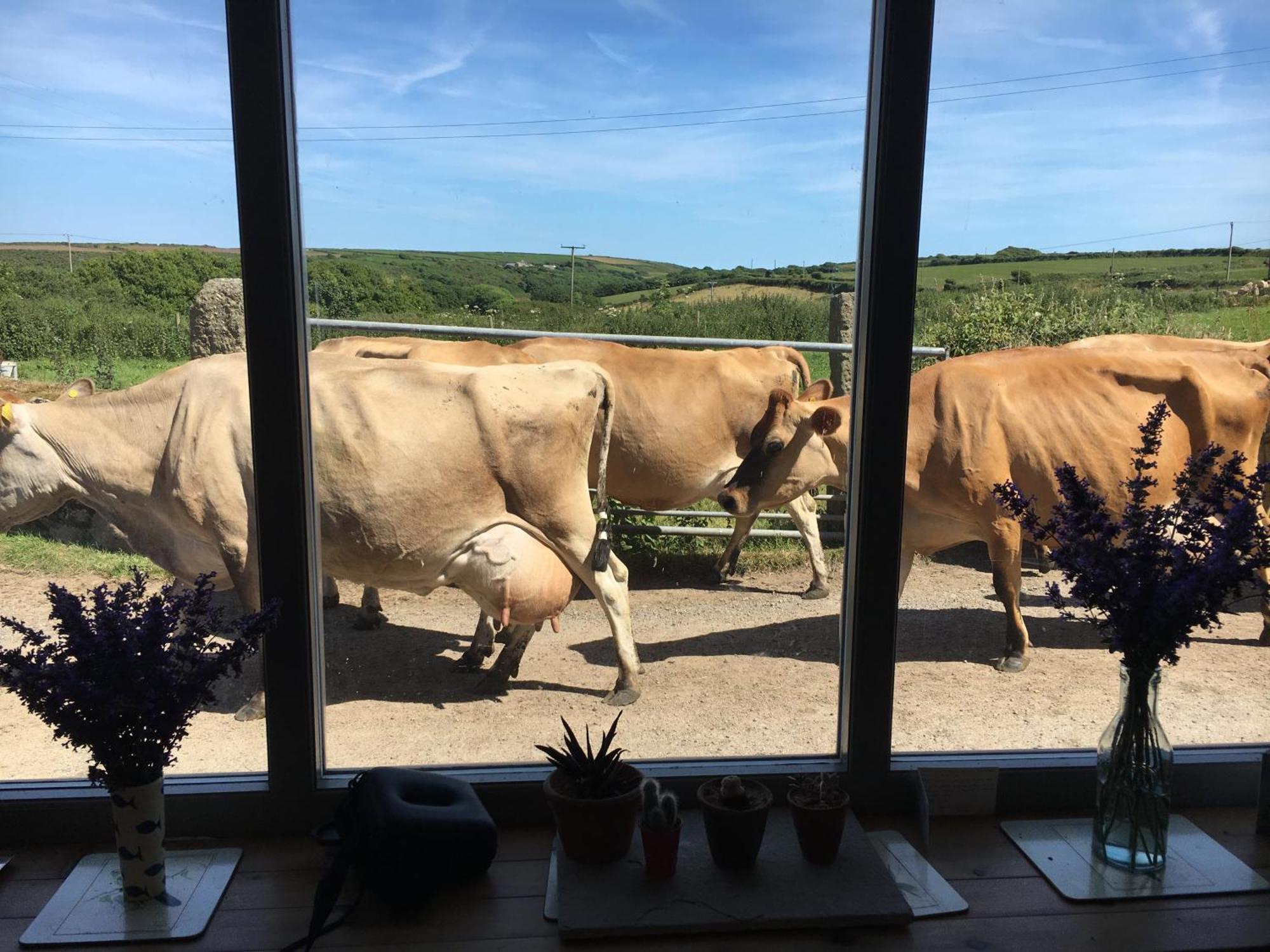Trengothal Barn Lägenhet Porthcurno Exteriör bild